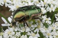 Cetonia aurata