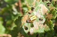 Xanthogaleruca luteola