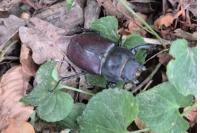 Lucanus cervus