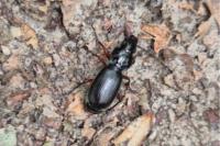 Pterostichus madidus