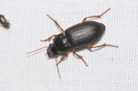 Pseudoophonus calceatus