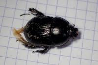 Geotrupes spiniger