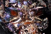 Geotrupes spiniger