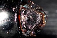 Geotrupes spiniger