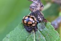 Adalia decempunctata