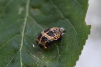 Harmonia axyridis