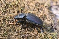 Lucanus cervus