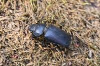 Lucanus cervus