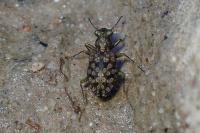 Elaphrus riparius