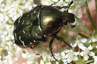 Cetonia aurata