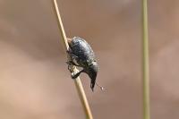 Larinus turbinatus