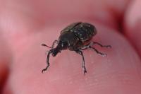 Larinus turbinatus