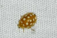 Halyzia sedecimguttata