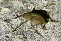 Curculio