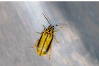 Xanthogaleruca luteola
