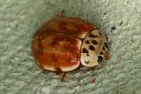Harmonia quadripunctata