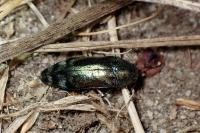 Coraebus fasciatus