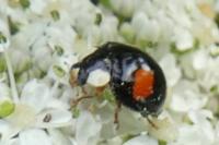 Harmonia axyridis