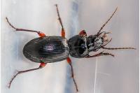 Pterostichus madidus
