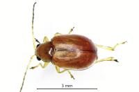 Longitarsus