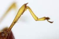 Longitarsus