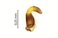 Longitarsus