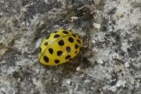Psyllobora vigintiduopunctata