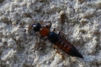 Paederus