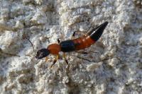 Paederus