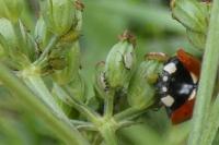 Coccinella septempunctata