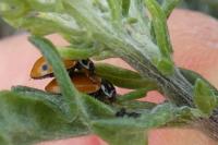 Hippodamia variegata
