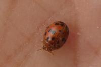 Subcoccinella vigintiquatuorpunctata