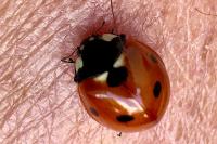 Coccinella septempunctata