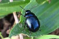 Chrysolina haemoptera