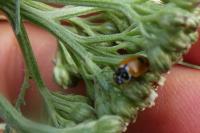 Hippodamia variegata