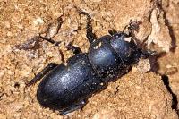 Dorcus parallelipipedus