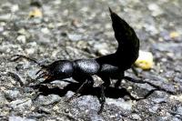 Ocypus