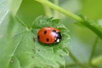 Coccinella septempunctata