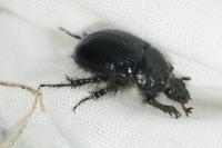 Typhaeus typhoeus
