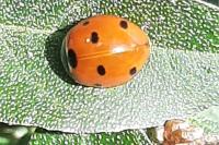 Coccinella septempunctata