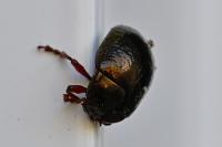 Chrysolina bankii