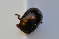 Chrysolina bankii