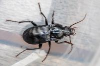 Abax parallelepipedus