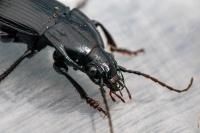 Abax parallelepipedus