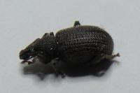 Otiorhynchus rugosostriatus