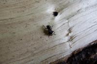 Thanasimus formicarius