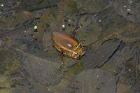 Dytiscus marginalis