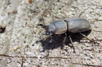 Dorcus parallelipipedus