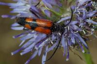 Stenurella bifasciata