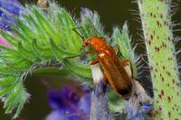 Rhagonycha fulva